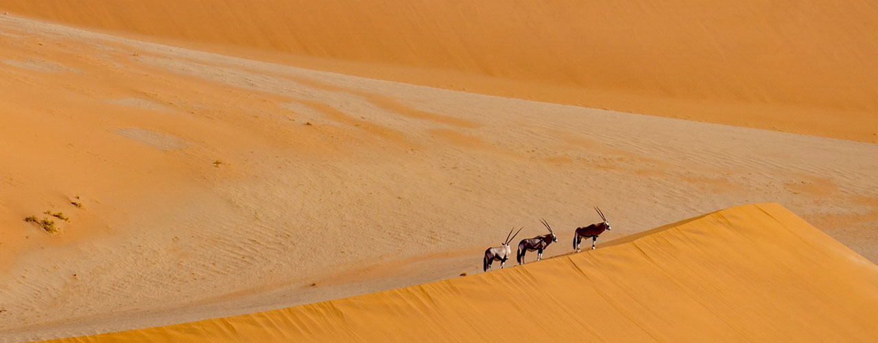 Wanderville Tours & Travel